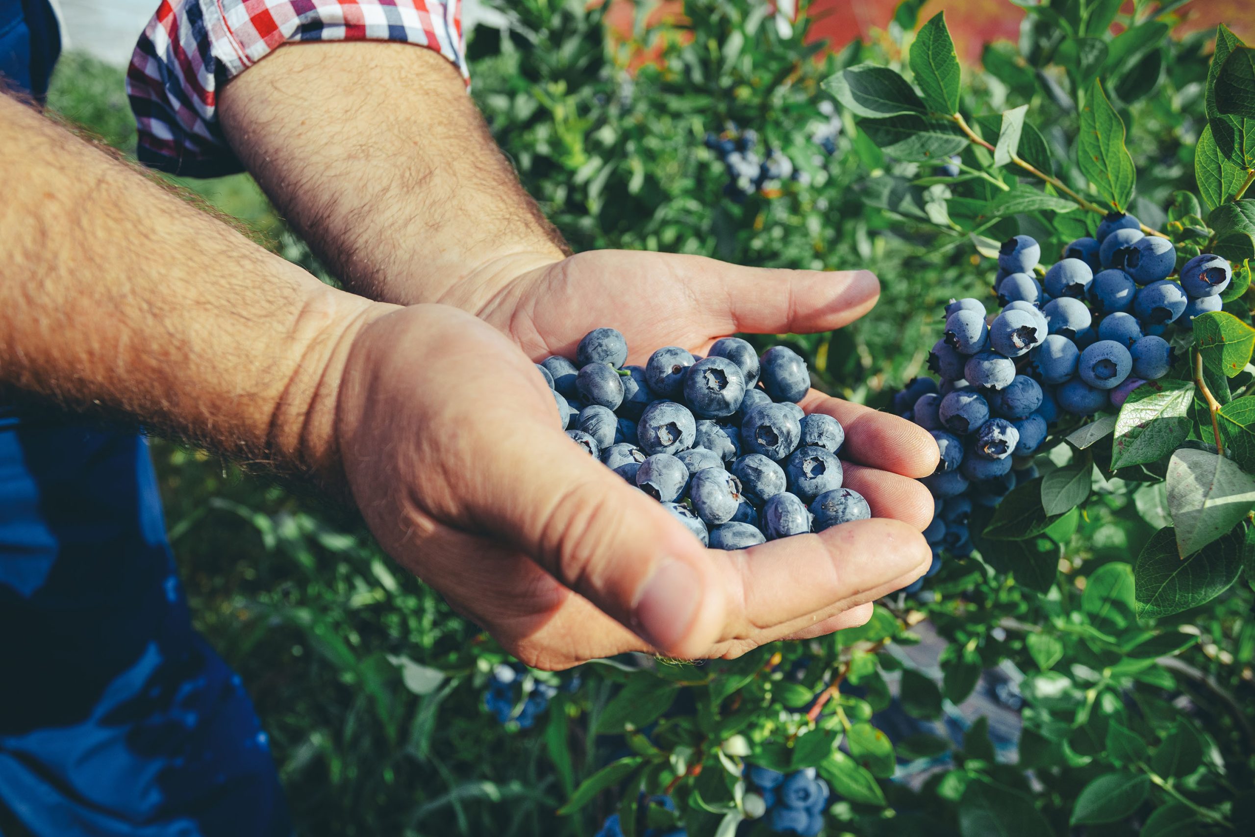 Ecuadorian blueberries